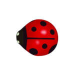 Coccinelles
